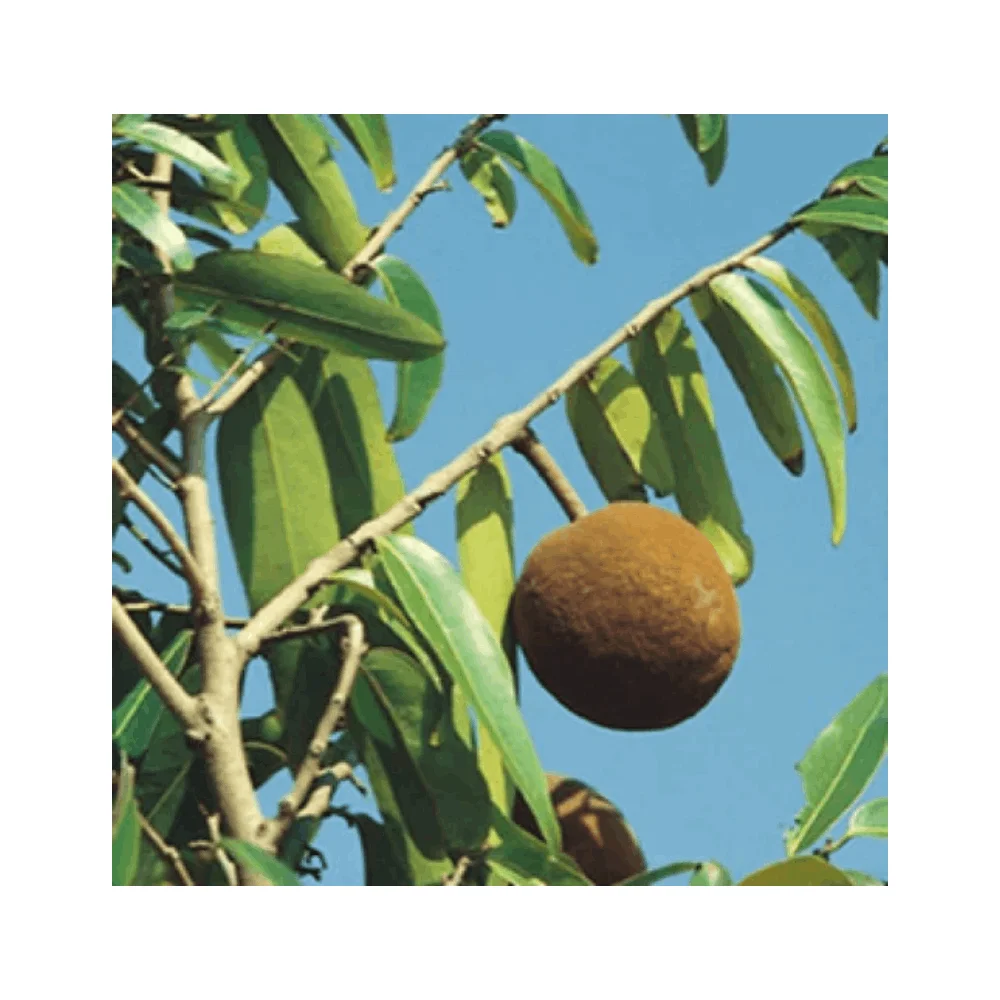 Private Label Oem / Odm Exporter of Low Price Sale Chaulmogra Oil From Indian Supplier