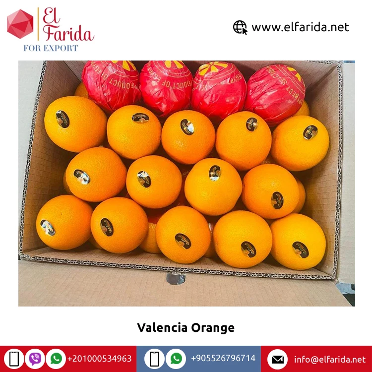 Best Selling High Nutritious Premium Fresh Oranges Fresh 100% Natural Pure Healthy Valencia Orange for Sale