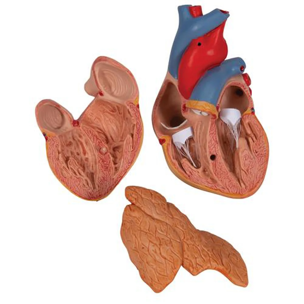 Human Heart Model- 3 Parts human anatomy biology educational model Radical Manufacturer