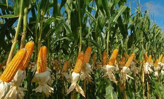 Wholesale High Quality Corn(Maize) Silage animal feed rich of Proteins and Calcium For Cows Horses and Buffalo Meal Silage