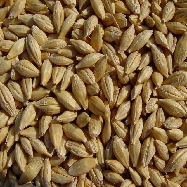 HIGH GRADE QUALITY BARLEY FEED ON WHOLESALE PRICE...