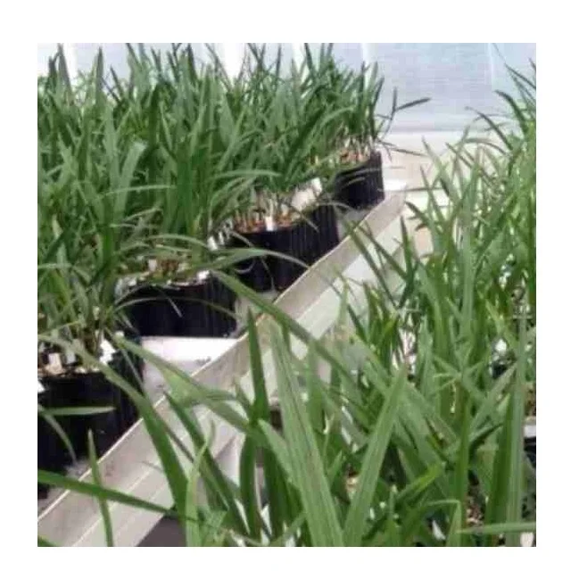 Red Barhi Dates 15 Feet Diameter Expecting Yield From 3rd Year Tissue Culture Dates From India Disease Resistance Quality