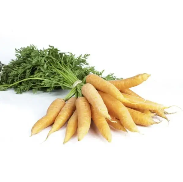 Fresh Carrot/ Direct Carrot Supplier / Carrot