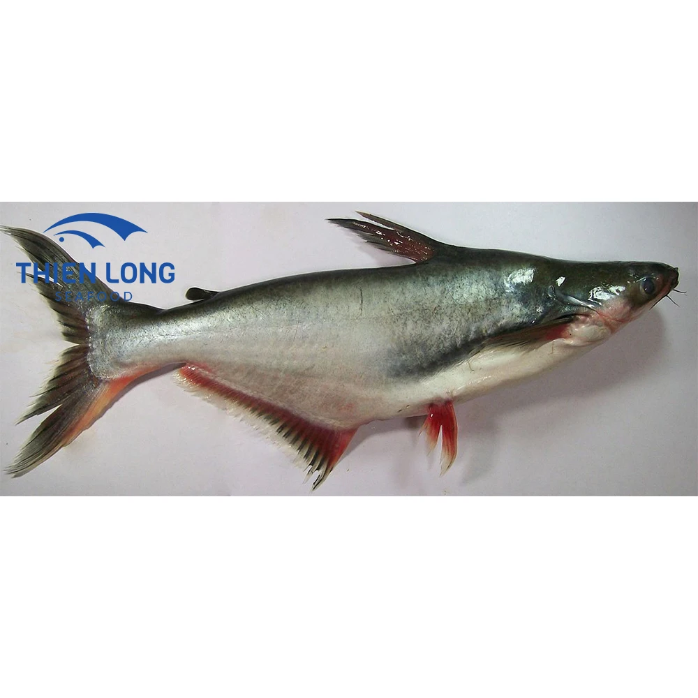 Wholesale Best Price 100% Frozen Pangasius Fish from Vietnam
