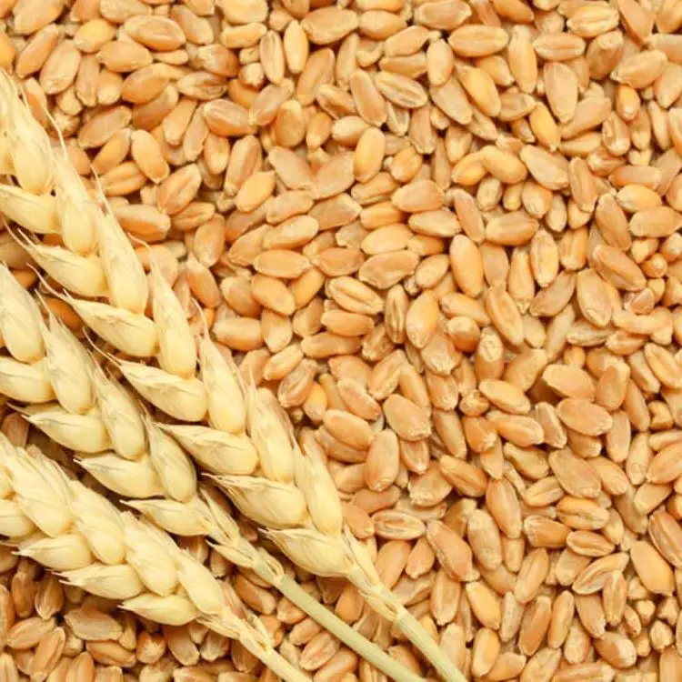 Quality Pure Highest Quality Agriculture Grain Organic Rye for Bulk Purchase