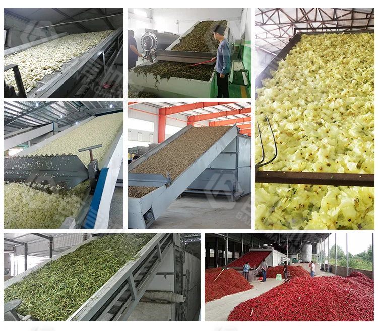 Vegetable Lettuce Dryer Gas / Electric Tea Leaf Alfalfa Seaweed Mint Drying Machine Drying Equipment