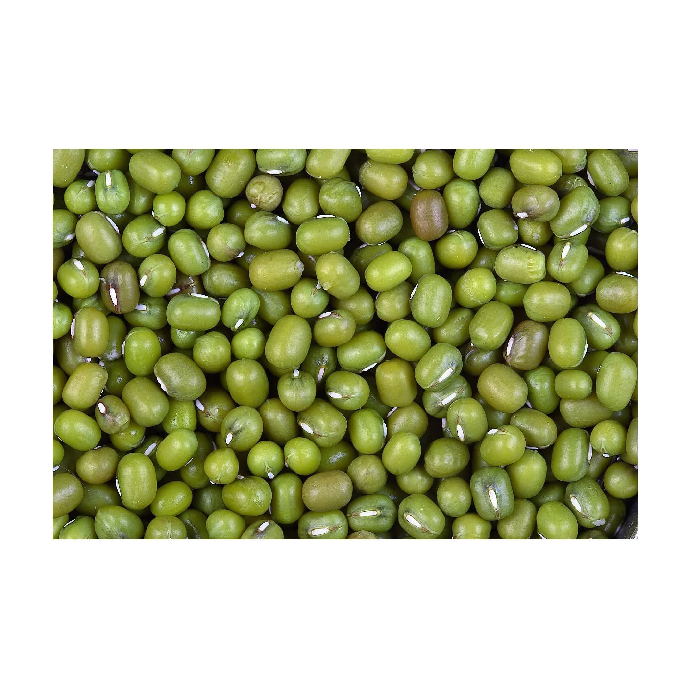 Wholesale Natural Organic High Quality Green Mung Beans Green Vigna Beans Green Gram Beans
