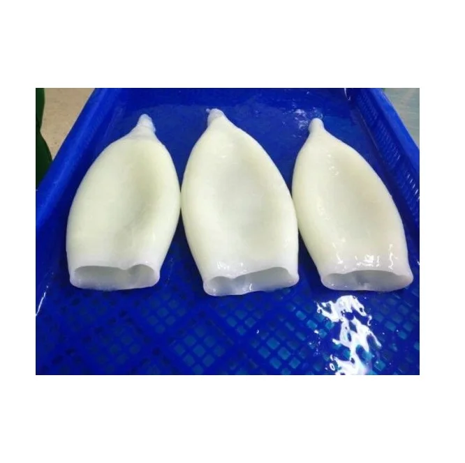 Frozen Squid Tube u5  Original Quality Supplier
