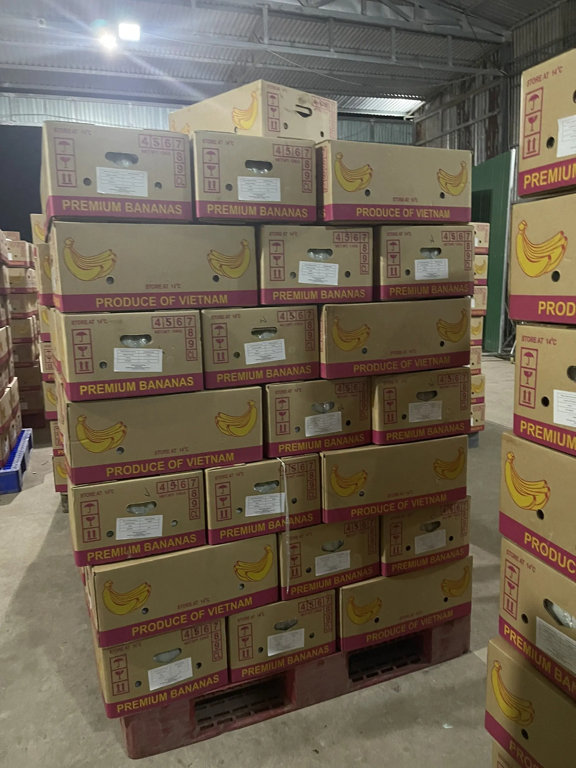 FRESH GREEN BANANA WITH HIGH QUALITY AND GOOD PRICE FROM VIETNAM FOR EXPORT TO WORLDWIDE