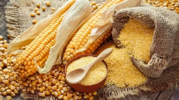 Hot Selling Yellow Maize