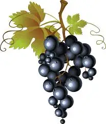 Good Quality Premium Black Grapes with Good Sweet Content and Flavorful Available at Wholesale Price from Indian Exporter