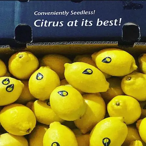 Fresh Organic Lemon Crop EU Harvest Seedless New Crop Healthy Green Fruit Lemon Juice Cocktails 10kg Cartons Natural Healthy