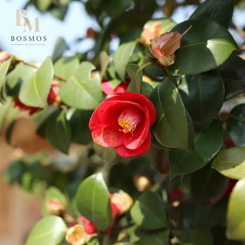 Bosmos _ сироп из лепестков цветов камелии 5 кг-лучший поставщик Тайваньского Пузырькового чая концентрированный пузырьковый чай