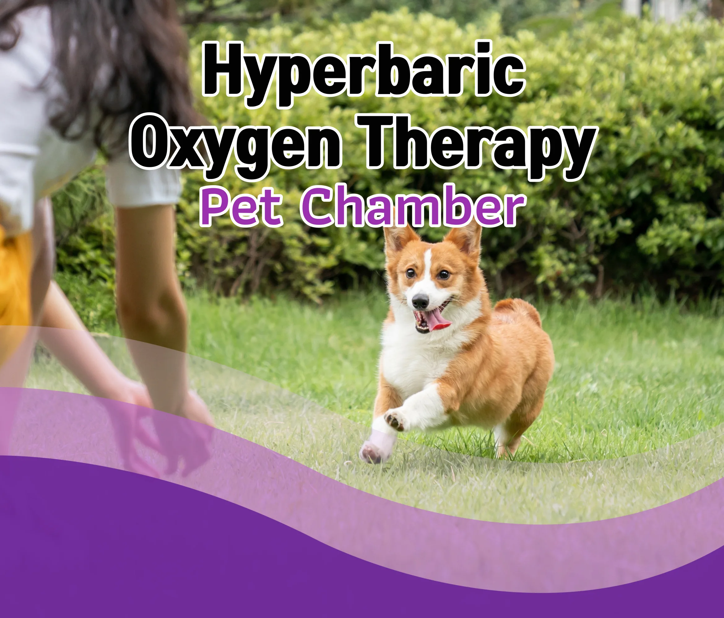 Animal Oxygen Chamber Vet Clinic Oxygen Chamber for Pets Animal Hyperbaric Oxygen Chamber Therapy