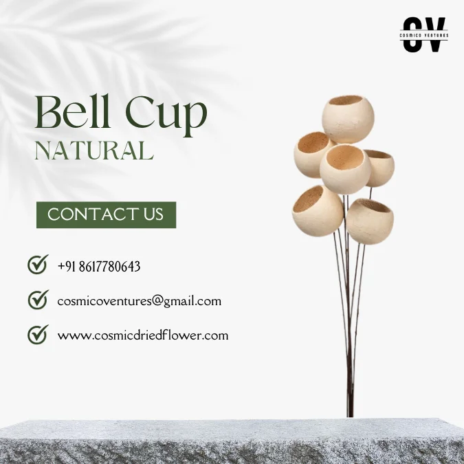 High Quality Wholesale Natural Bell Cup: Natural & Bleached for Christmas Decor & Other Festive Decor