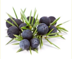 Private Label 100% Pure Natural Juniper Berry Essential Oil Wholesale Bulk Supply for Cosmetics Organic Available Lowest Prices