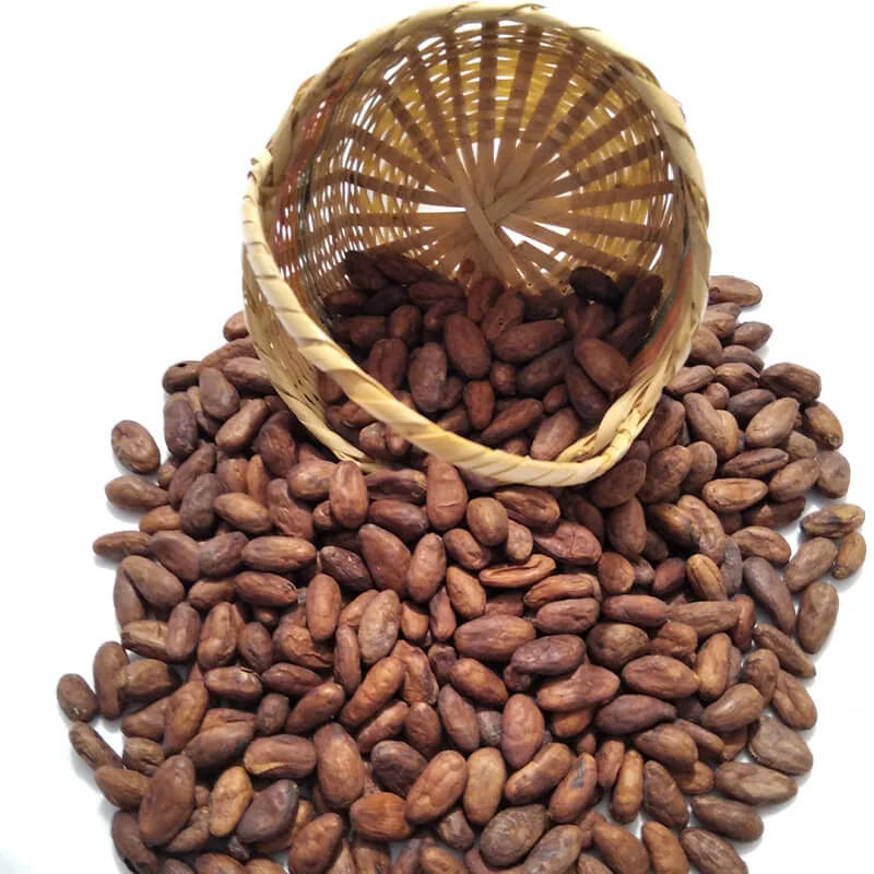 Dried Cocoa Beans /Seeds/