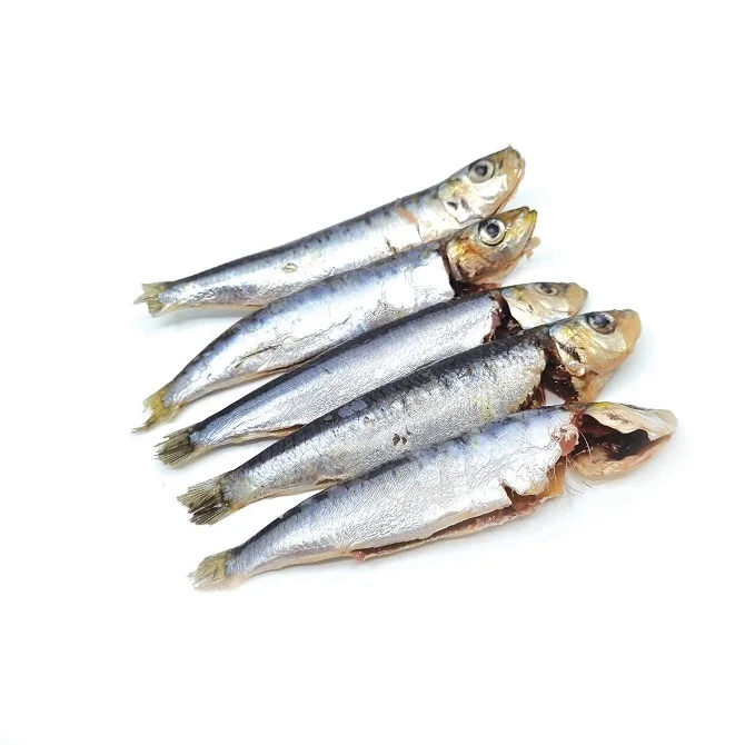 Spanish Pilchard Sardine Fish Available in Bulk / Spanish Sardin Fish 10kg Packaging