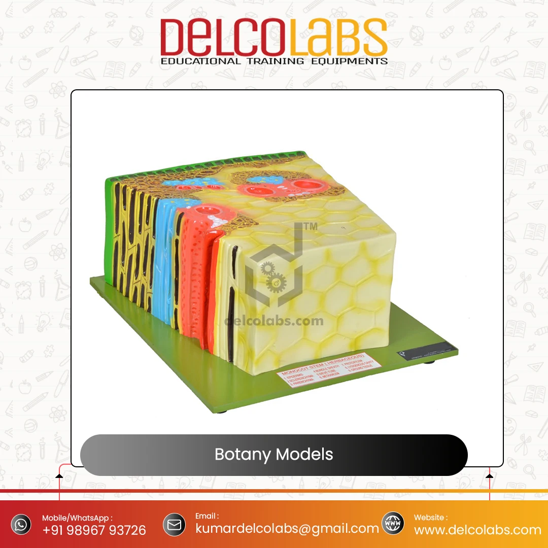 Excellent Quality Supplier of Bulk Selling Biology Botany Models Plant Cell Dicot Monocot Root Leaf Stem for Teaching Purpose