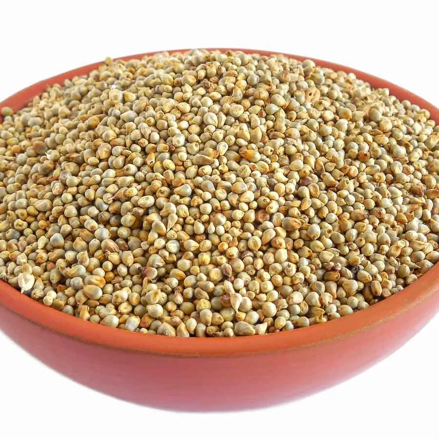 Bajra Green Millet Best Quality Animal Feed Available For Export