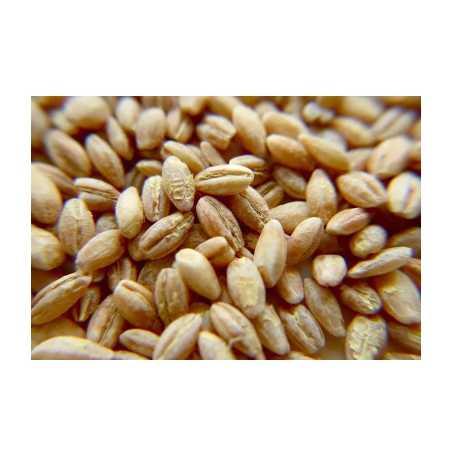 100% Barley Seeds/Animal Feed Barley/bulk Barley Grains at Affordable Price