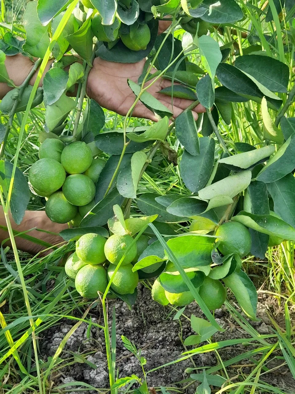 Wholesale organic Vietnamese Fresh Citrus Fruit Seedless Fresh Lemon / lime For Export