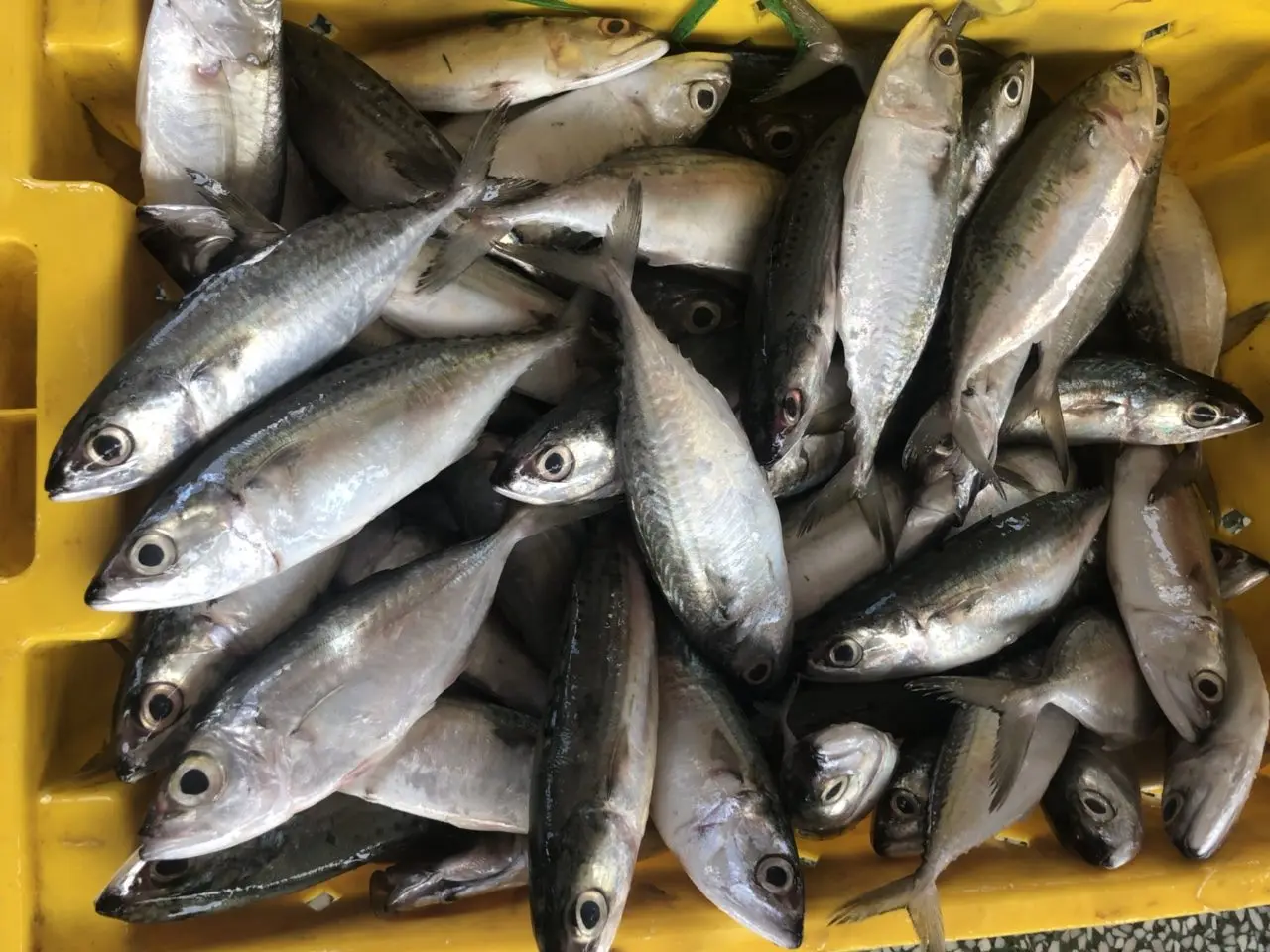 Competitive Price Frozen Indian Mackerel From Best Supplier in Vietnam