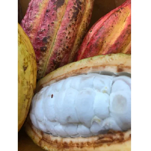 Quality Dried Cacao Beans 2023 Harvest from Belgium / Cacao Beans for Chocolate factory for sale in Europe