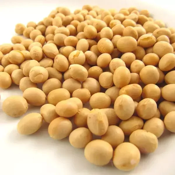 Европейский лучший сорт NON GMO соевые бобы по низкой цене