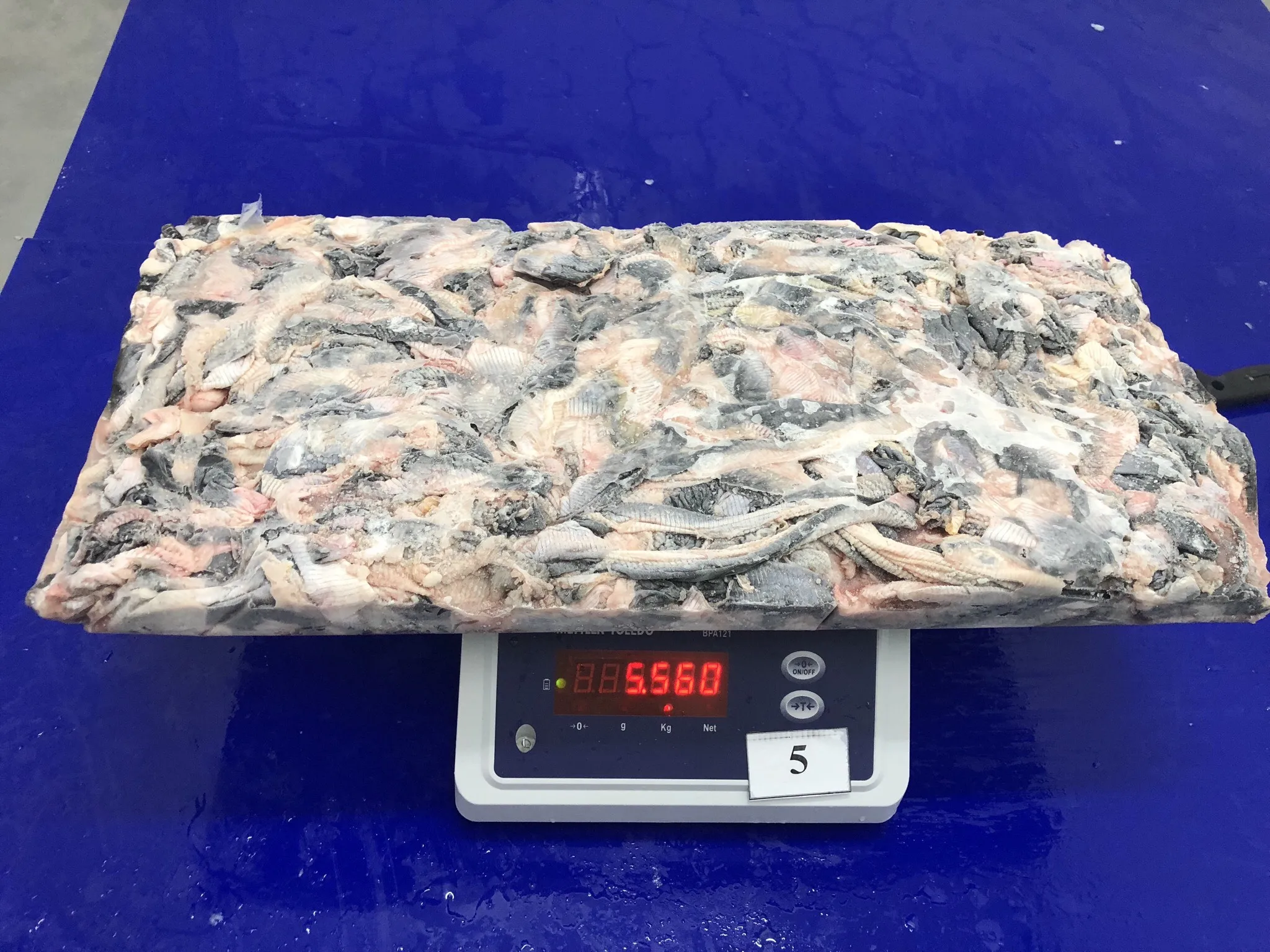 Fresh pangasius skin/ basa fish skin