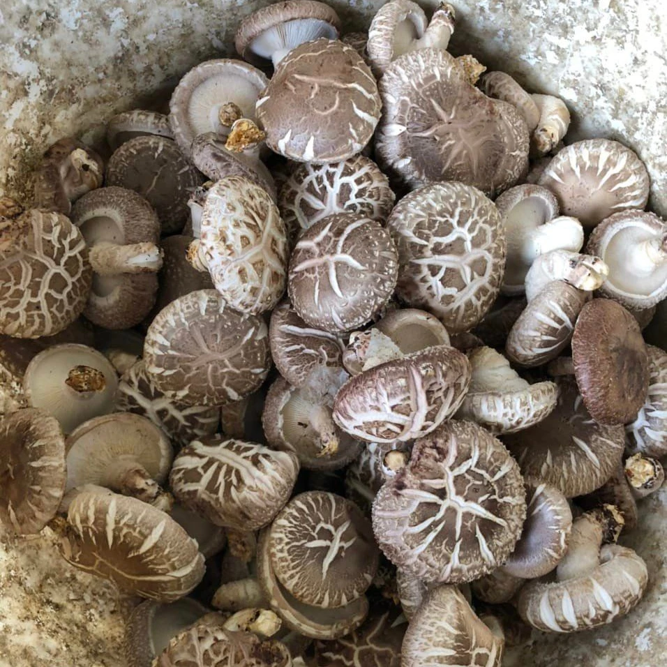 Горячий 2023 гриб шиитаке из Вьетнама высокое качество самая дешевая цена в последнее время