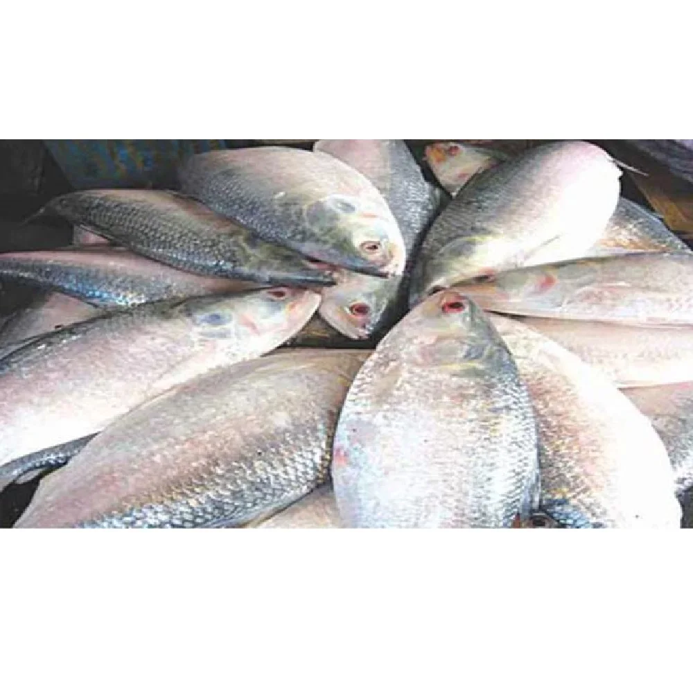 Popular items Market Wholesale Factory Packaging Hot Sale Frozen Hilsha Fish Stock Fish Fresh Season Fish From Bangladesh