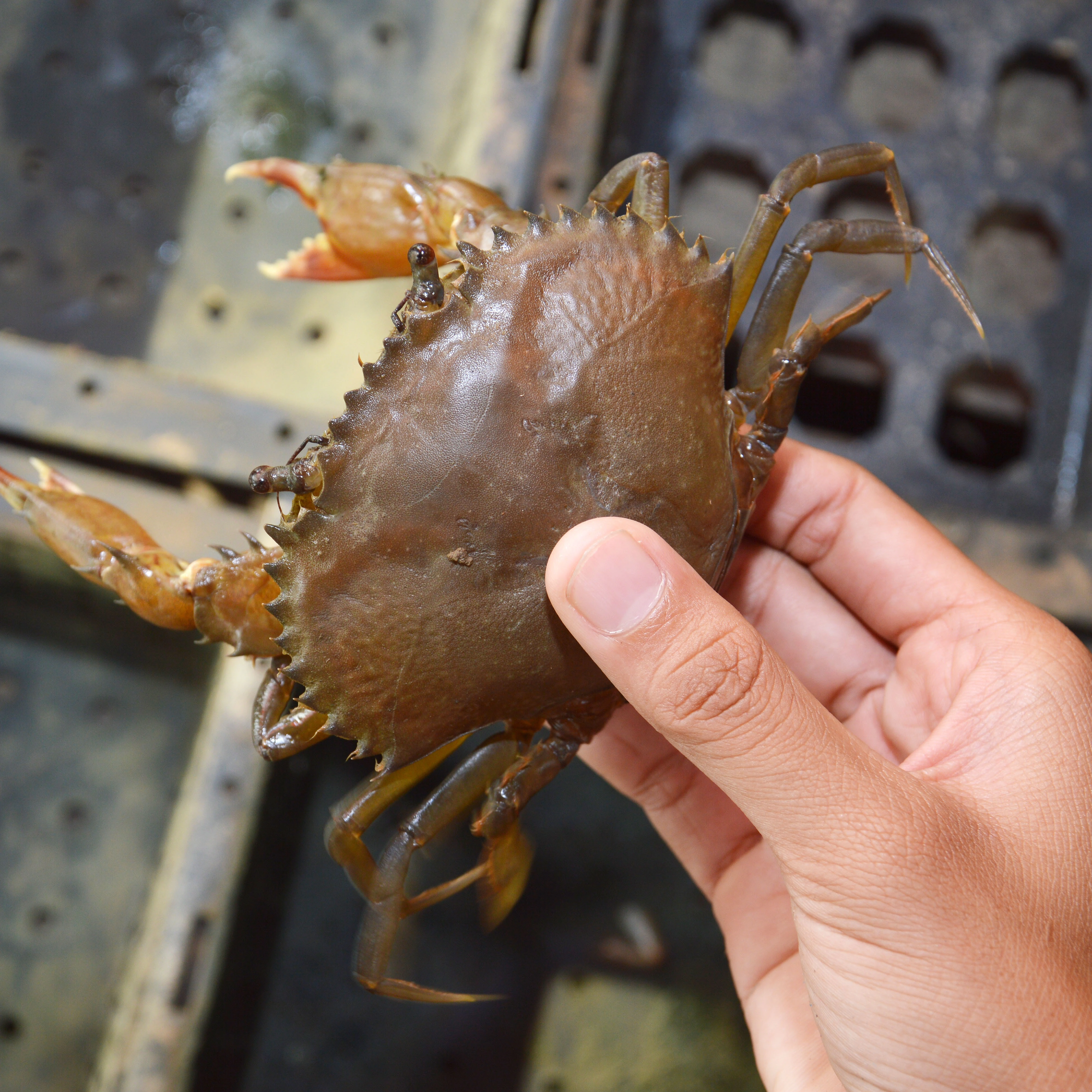 Best Crab Trapped Fresh Scylla Serrata Whole Part Seafood (120-150 gm/pcs) IVP 5 kg/ctn WR Frozen Soft Shell Crab