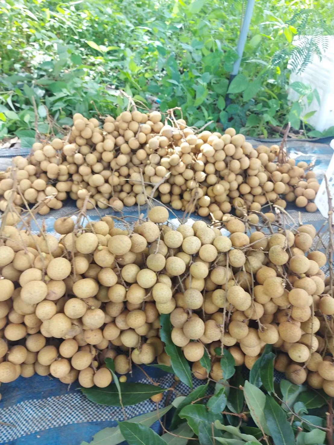 Fresh Longan Tropical Fruit Premium Quality Control With  GMP Manufacturing Other Agriculture Products From Orchard Thailand