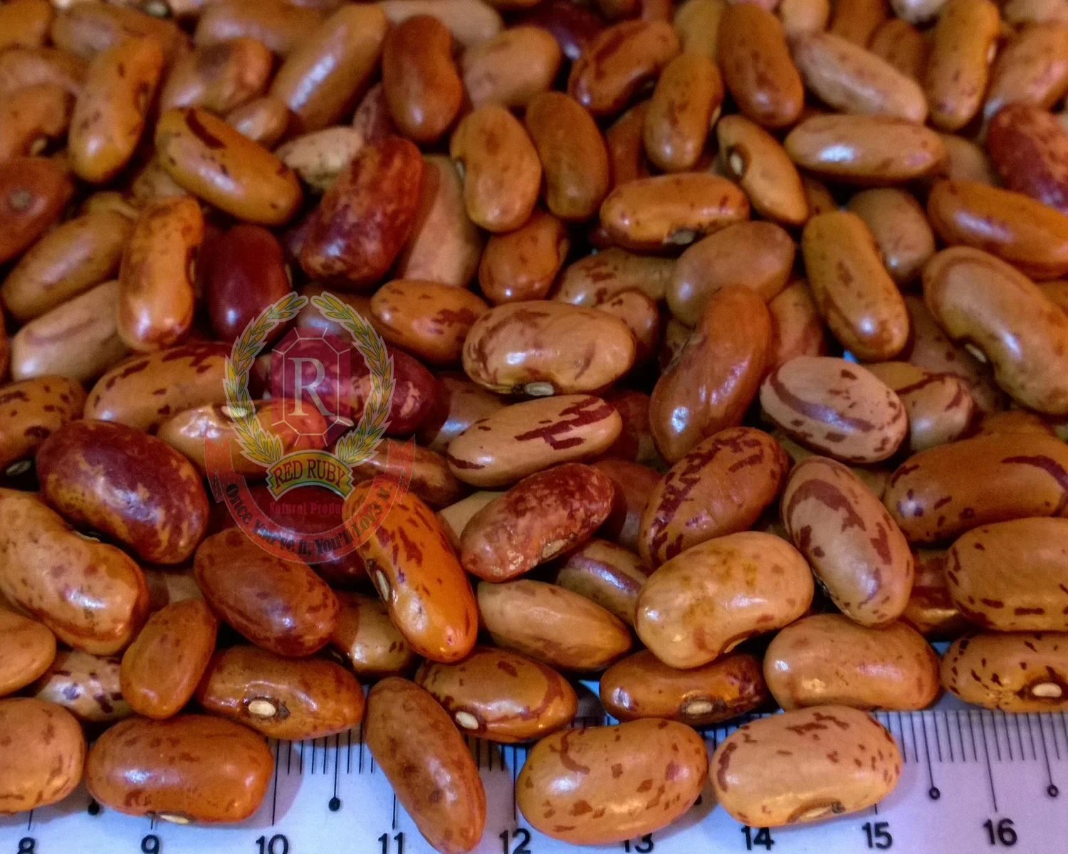 Special Quality Speckle Kidney Beans