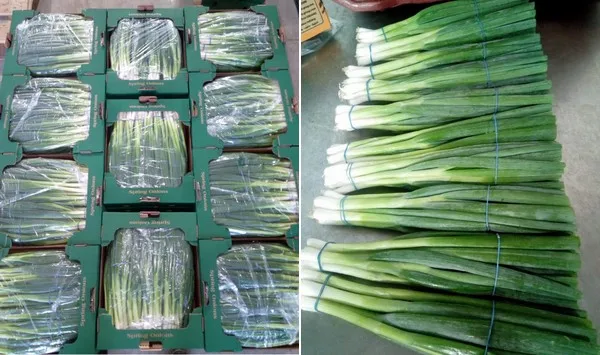 Fresh green union spring из Египта высокое качество