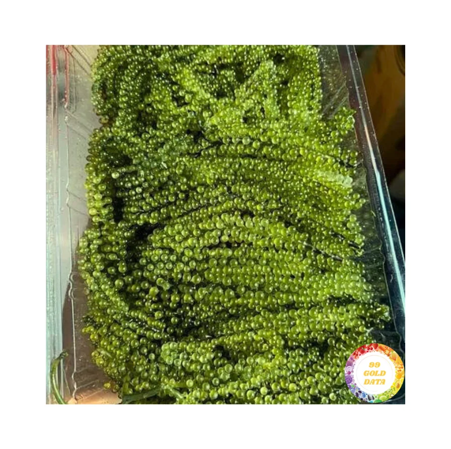 Виноград Латок/морские водоросли из Вьетнама для экспорта логотипа по индивидуальному заказу самая дешевая заводская цена оптовая продажа