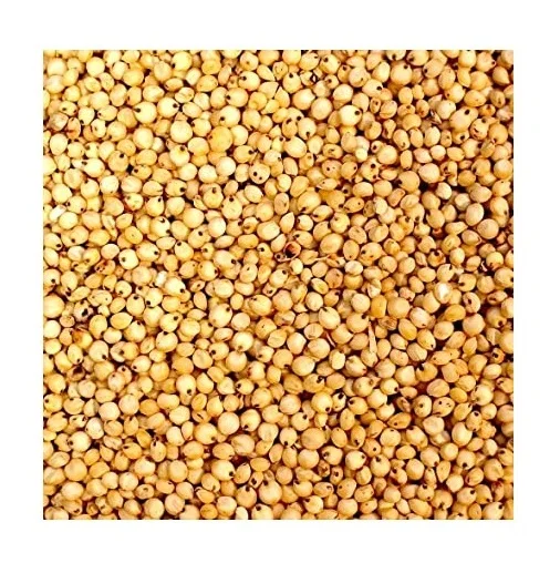 Reasonable Price White Sorghum For Sale