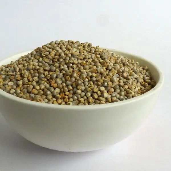 Premium grade Indian Green Millet animal feeds exporter From India