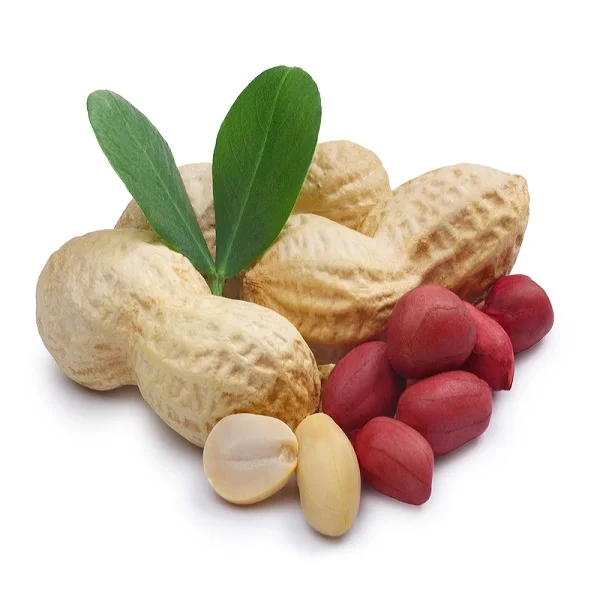wholesale origin bold peanut kernel high quality raw groundnut peanut quality peanuts  origin