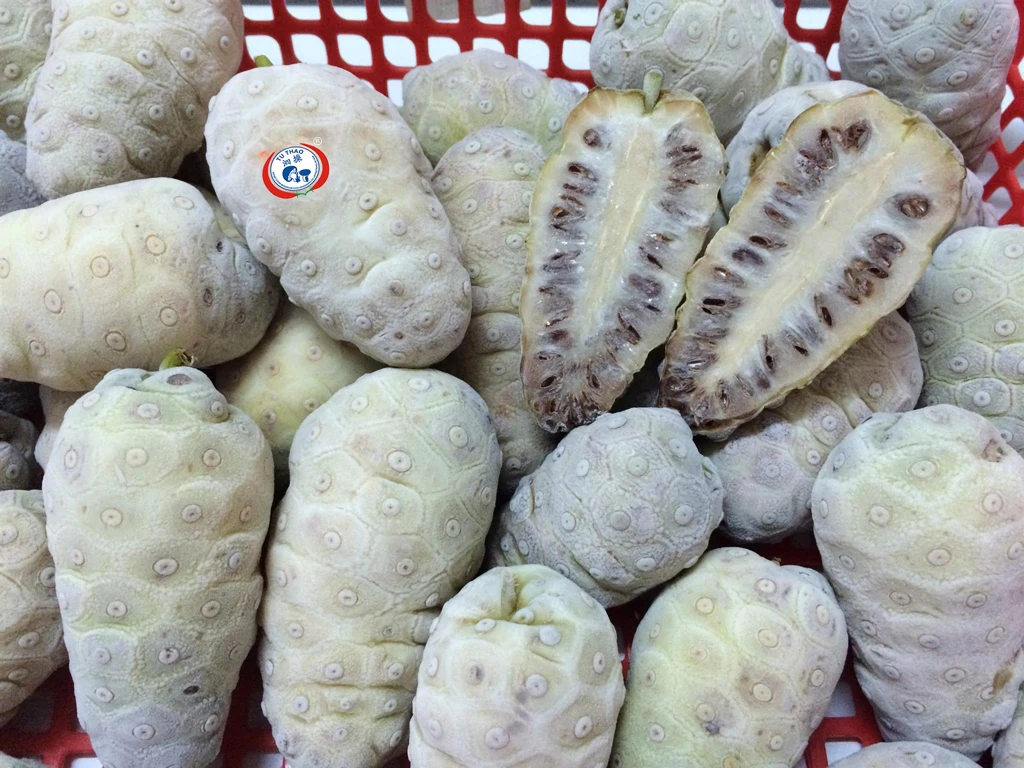 Frozen Noni Fruit Big Size/ Good Quality Frozen Noni Fruit Ms Sophie