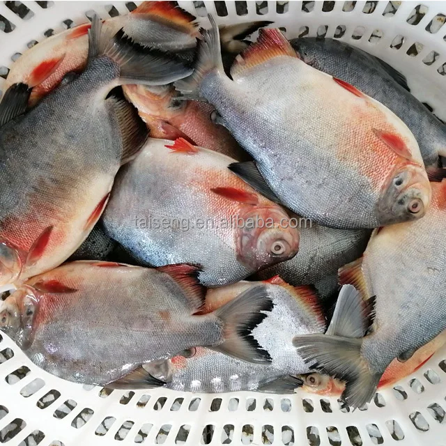Top selling High quality Cheap Red Pomfret Wholesale Whole Round Red Pacu Fish from Processor
