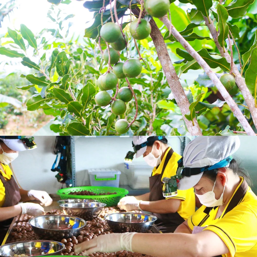 Farm Macadamia seeds Viet Nam big size 26-30mm Freeze dried Fast delivery from Factory Wholesale price 500g jar Ready to export