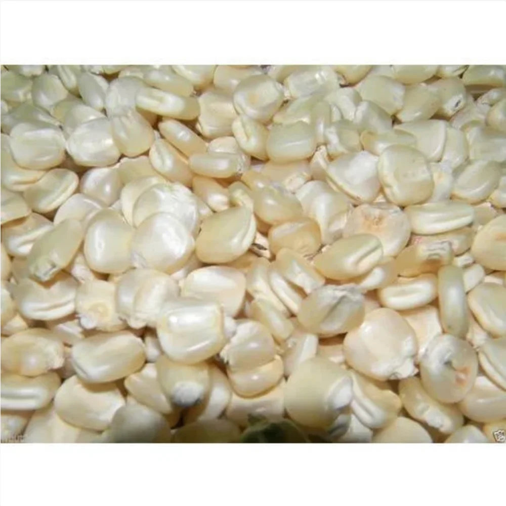 white maize for human consumption