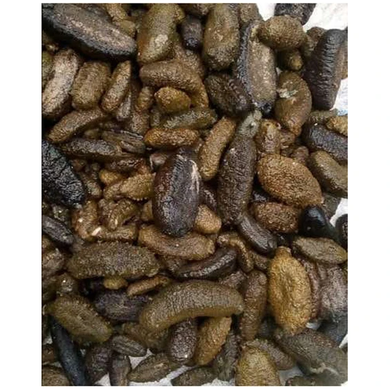 Dried Sea Cucumber / Dry Sea Cucumber