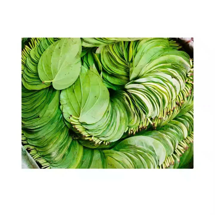 [SPECIAL DISCOUNT] DRIED BETEL LEAVES GOOD for HEALTH 100% NO PRESERVATIVE COMPETITIVE PRICE