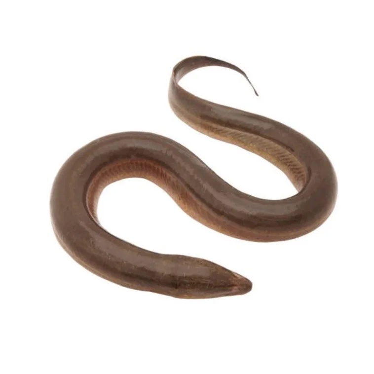 Best Frozen Top Selling Fresh Live Eel Fish Wholesale in Cheap Price Live Eels Conger Eel AD Bangladesh Life Eat Water Preserved