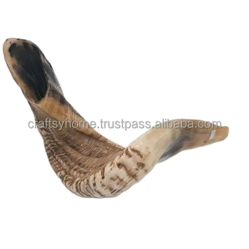 Wholesale Price Polished shofar Genuine Natural Ram Horn shofar for sale shofar kudu horn polished from India