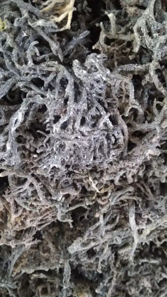 Оптовая продажа морской мох bladderwrack