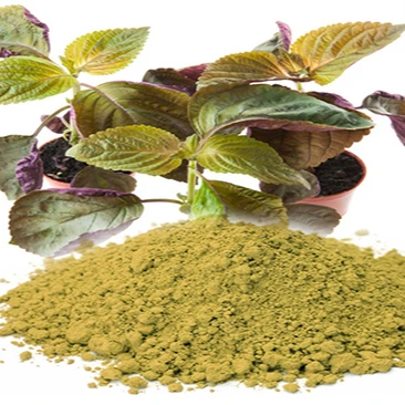 High Quality Perilla Powder Products Hot Selling Powder Extraction Healthcare Great Taste Perilla Leaf For Spices